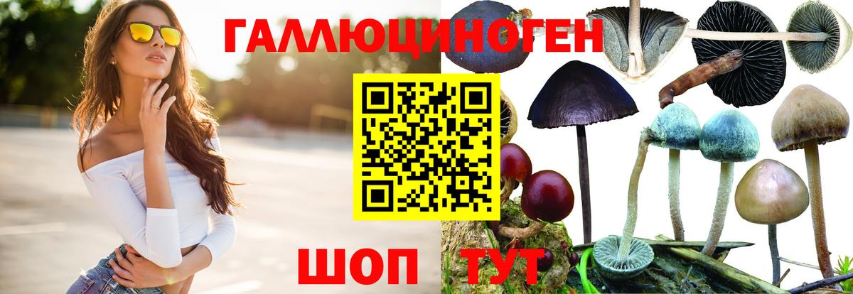 цена   Галлюциногенные грибы GOLDEN TEACHER  Ростов Великий  Вход с VPN  Псилоцибиновые грибы Psilocybine cubensis 